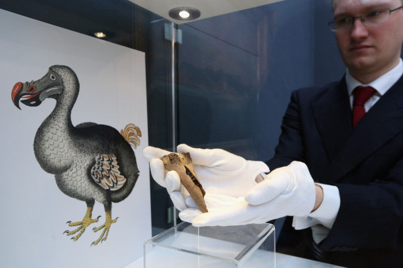 A Rare And Completely Fossilised Elephant Bird Egg On Display Ahead Of Auction At Christie's