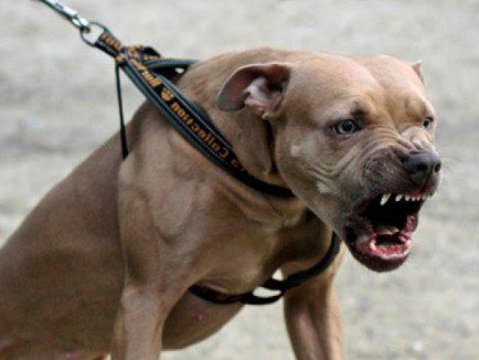 O tânără de 26 de ani a fost atacată de un Amstaff pe stradă în Galați. Proprietarul, amendat și cercetat penal