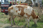 vaca salvata (14)