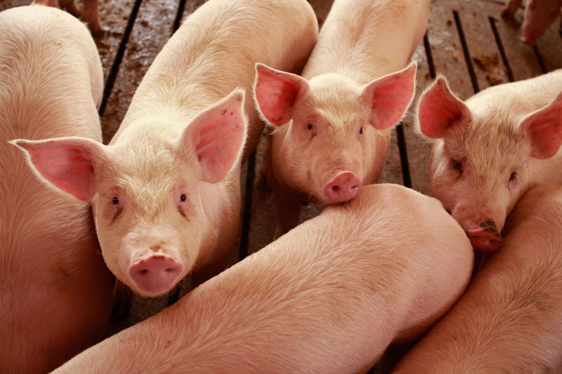 Misconceptions Surrounding Eating Pork And The Swine Flu Lower Hog Prices