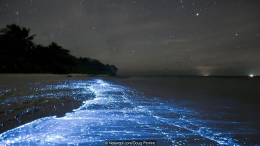 MALDIVES bioluminiscenta