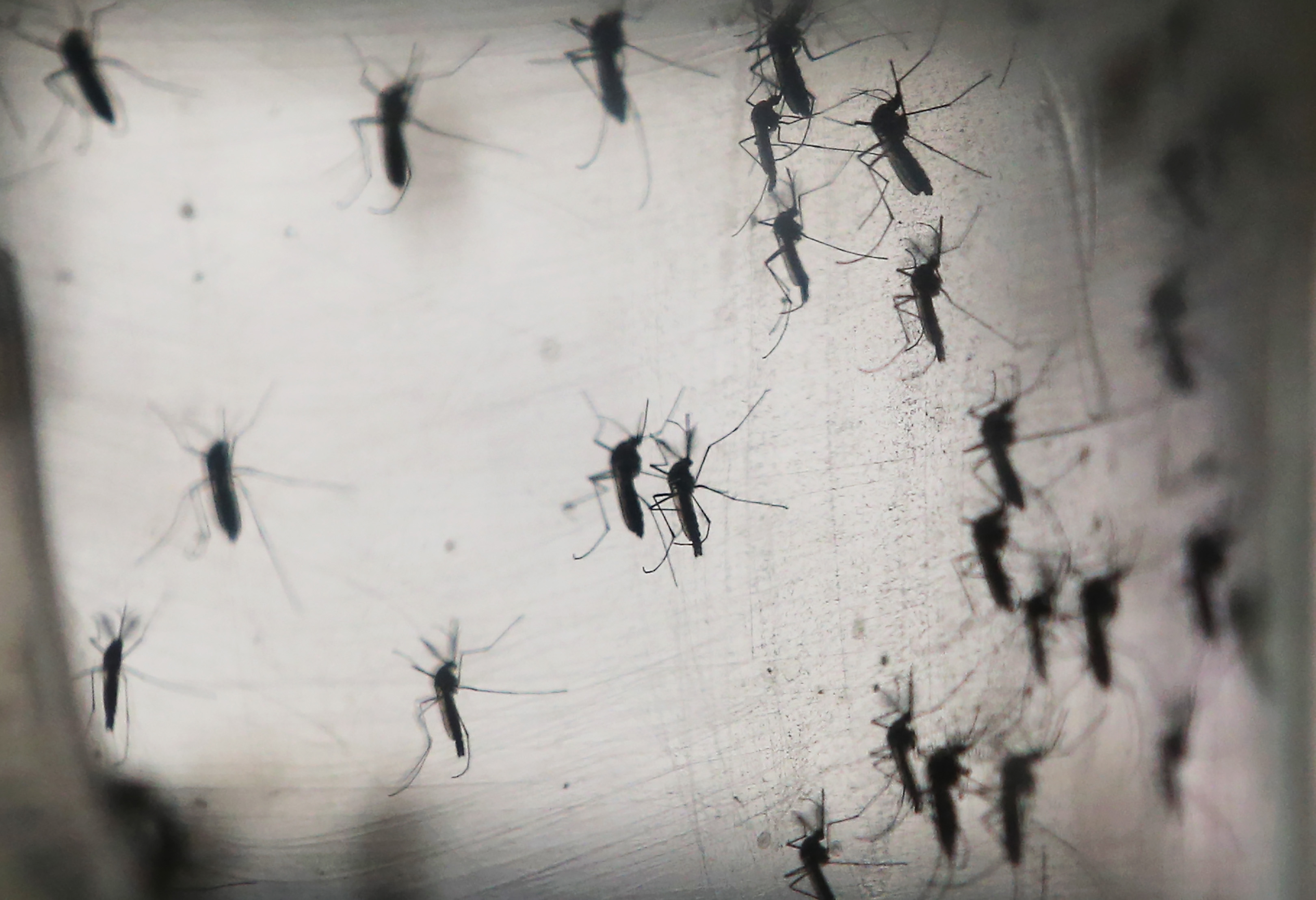 Alertă în orașul indian Kanpur după ce aproape 100 de oameni au fost infectați cu virusul Zika