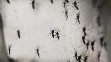 țânțari in laborator