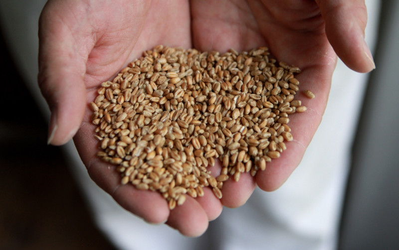Argentina a aprobat soiul de grâu modificat genetic HB4, rezistent la secetă