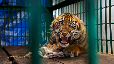 steve-winter-tigru ranit