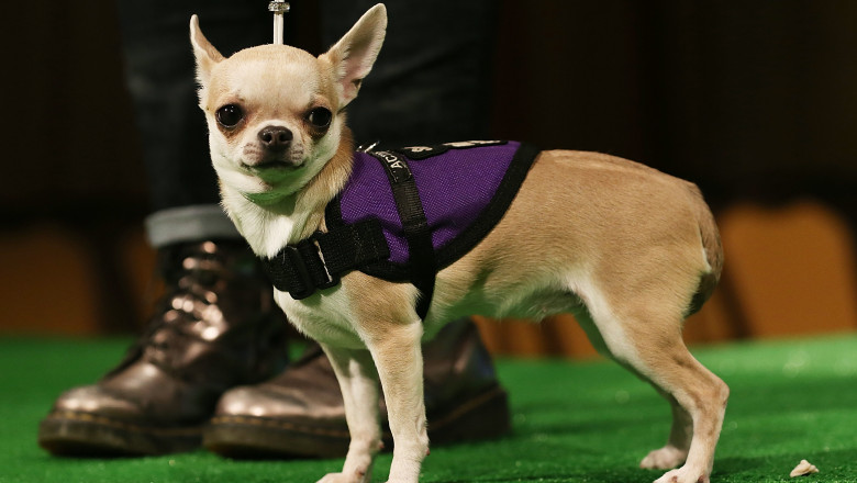 Westminster Kennel Club Holds Press Conference Ahead Of Dog Show
