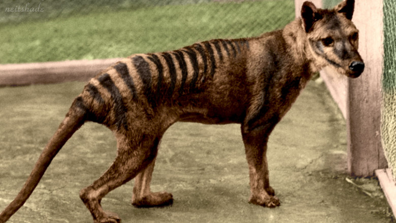 tigru tasmanian
