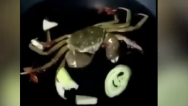 crab hulpav
