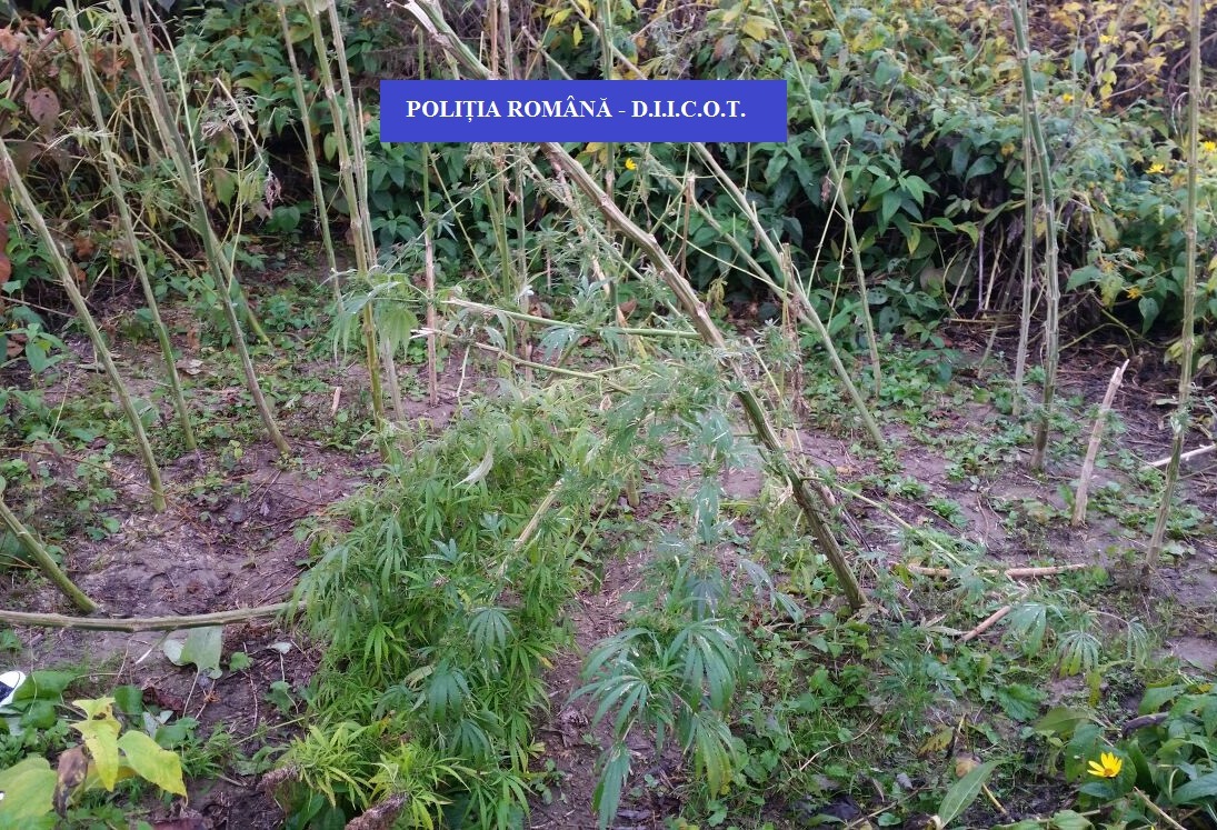 FOTO_1_PERCHEZITII_BCCO_CANNABIS