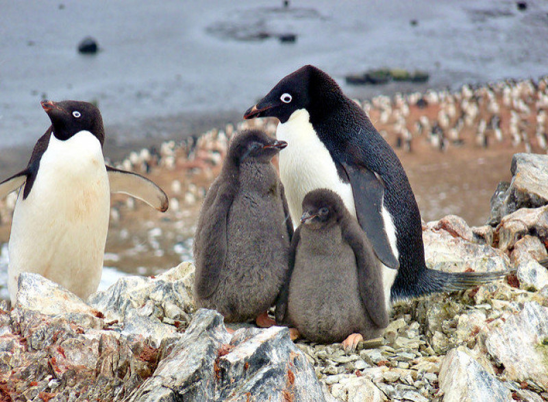 Doar Doi Pui De Pinguin Dintr O Colonie De 36 000 Au Supraviețuit