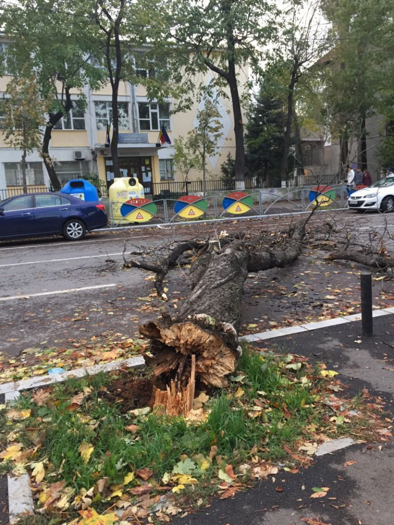 copaci cazuti in fata scolii 150, Bucuresti 1 251017