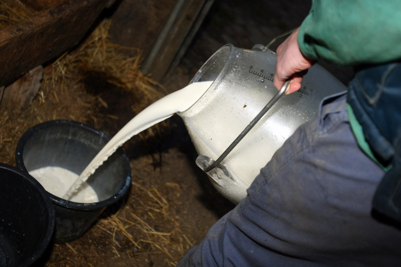 Feature On Milk Farming