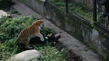 femeie atacata de tigru