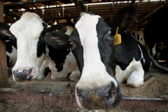 500 Acre Dairy Farm Milks 110 Cows