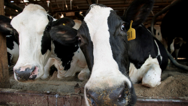 500 Acre Dairy Farm Milks 110 Cows