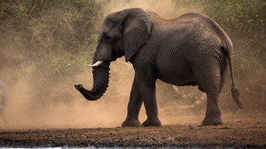 Wildlife In Kruger National Park