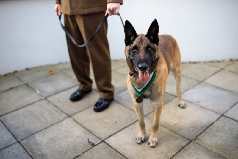Animal Victoria Cross For Hero War Dog