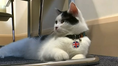 pisica ambasada uk