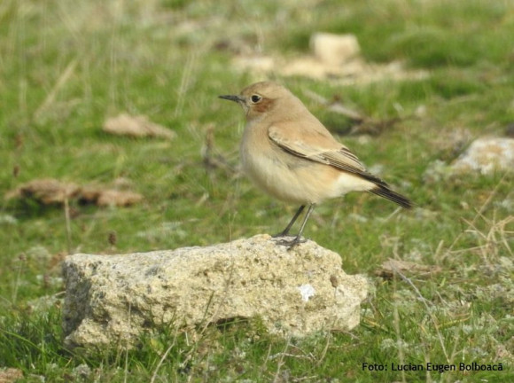 pietrar-de-desert