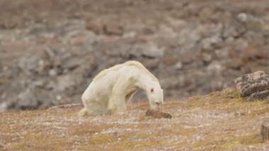 urs-polar-schimbare-climatica