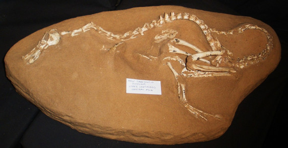 Halszkaraptor_escuilliei