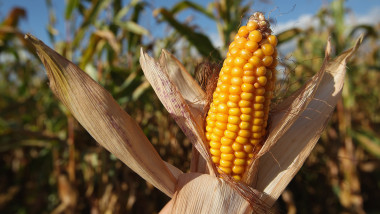 Corn Harvest Underway In Brandenburg