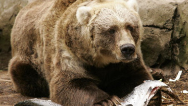 Kodiak Bears Birthday Milestone