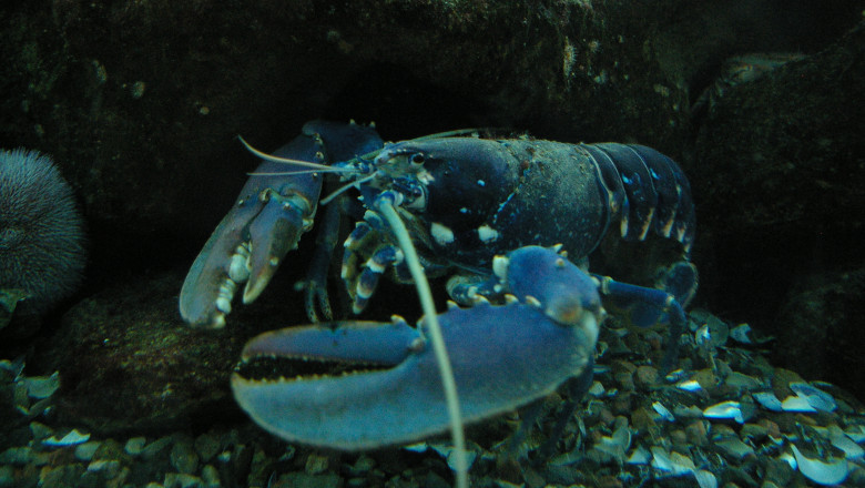 Lobster-Cefaclor2