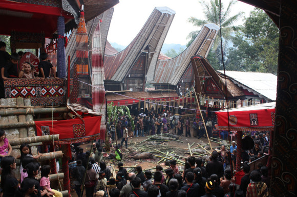 toraja