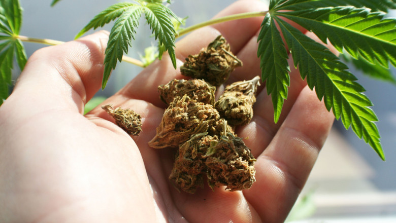 O companie americană vine în Transilvania să cultive cannabis | Digi24