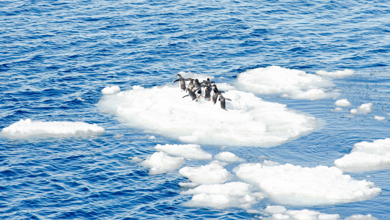 ocean incalzire pinguini clima
