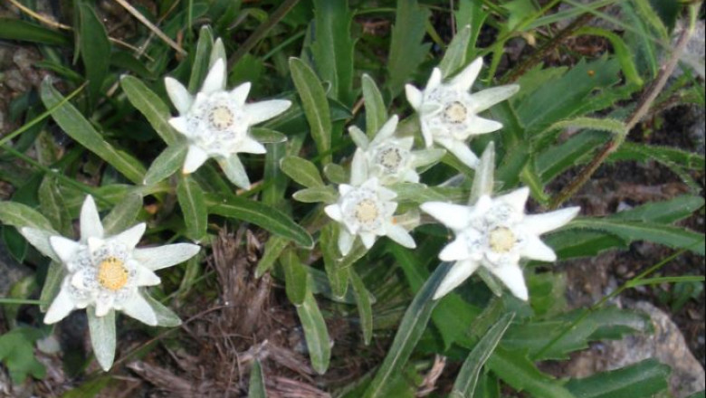 floare de colt wikipedia