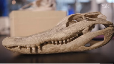 reptila craniu triasic