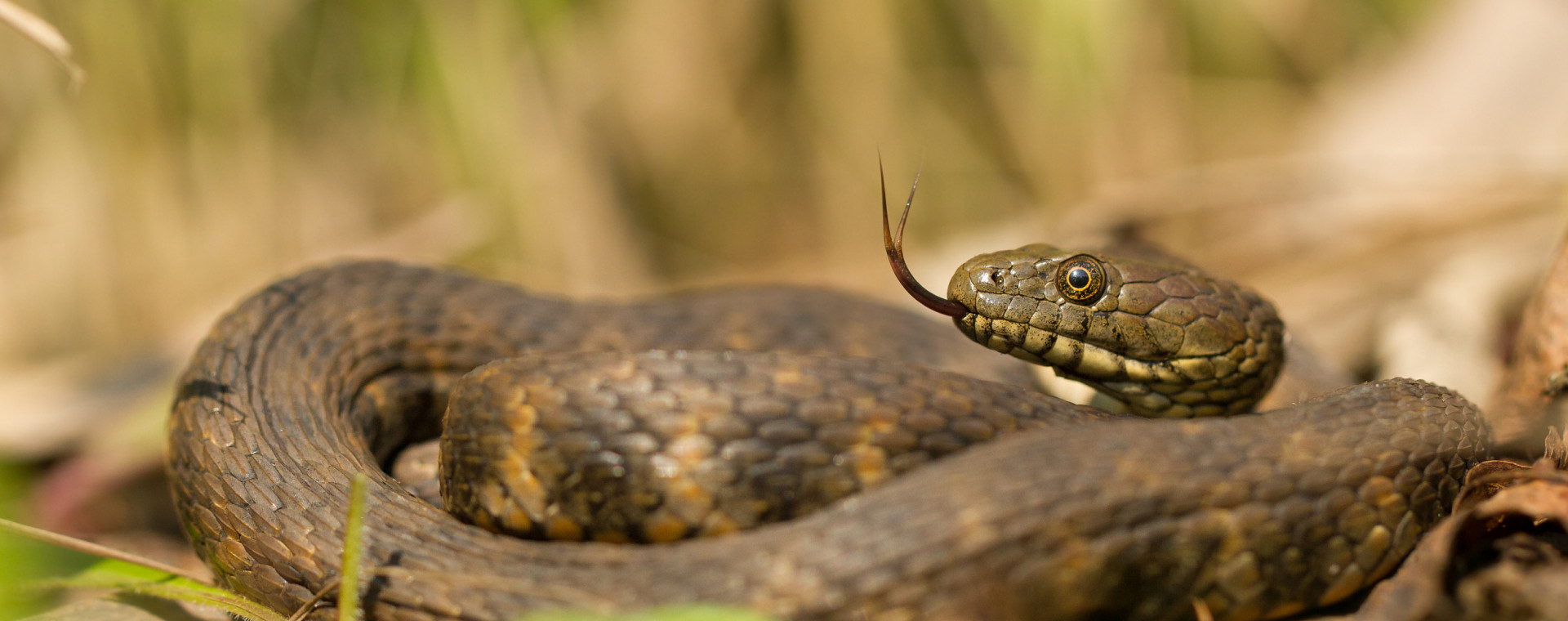 snake.jpg