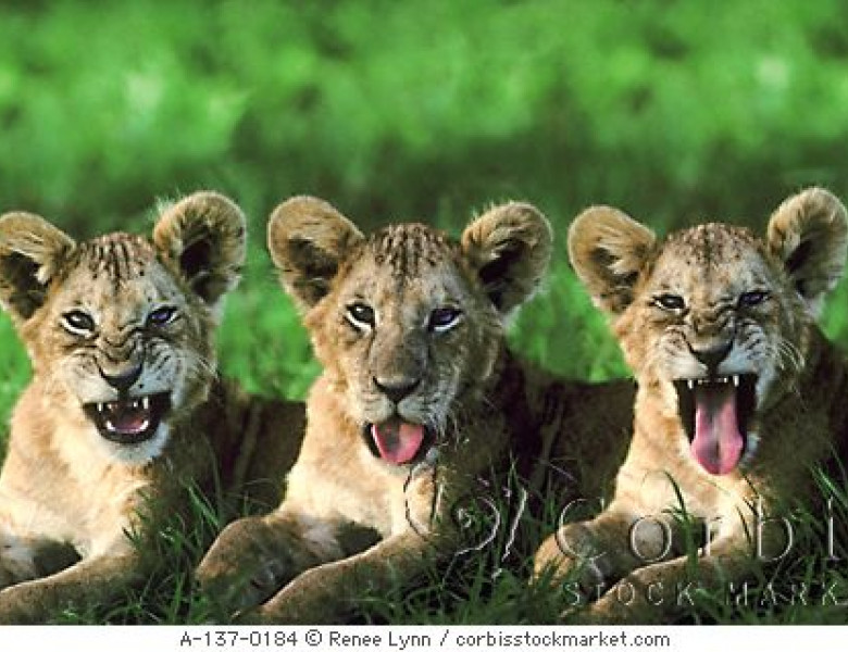 3-mad-lions.jpg