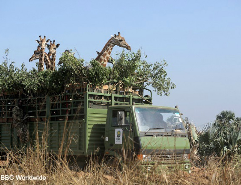 NWGiraffes-AfricasGentleGiants_Generic_004-cadfasfasf.jpg