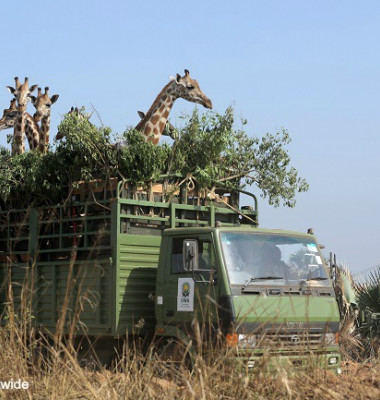 NWGiraffes-AfricasGentleGiants_Generic_004-cadfasfasf.jpg