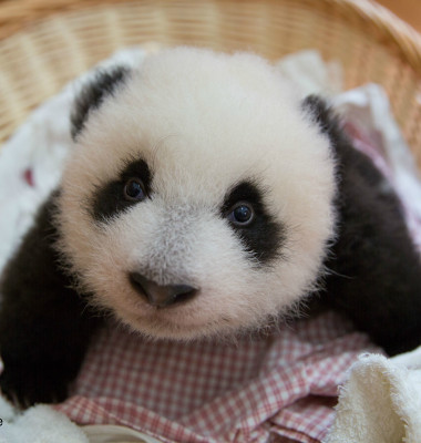 panda-babies-2fdfd.jpg