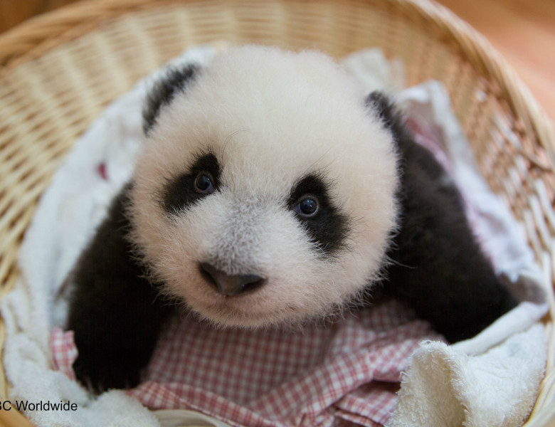 panda-babies-2fdfd.jpg