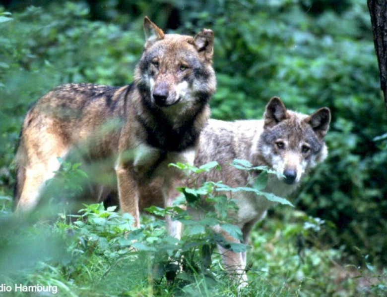 142_Schorfheide-Wolf_021.jpg