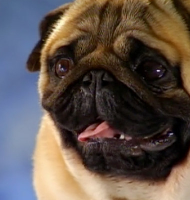 Pug.png