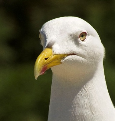 Gaviota_1.jpg