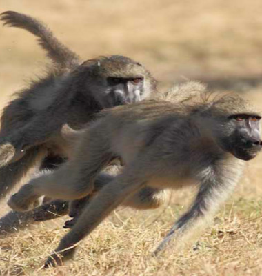 baboons.png