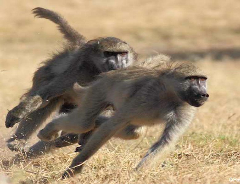 baboons.png
