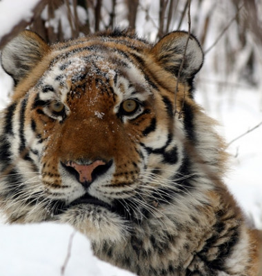 snow-tiger.jpg