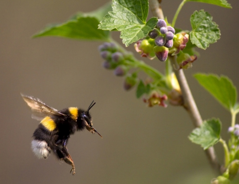 bumblebees.jpg