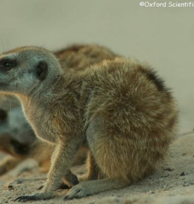 suricate-1.jpg