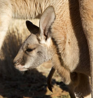 kangaroo.jpg