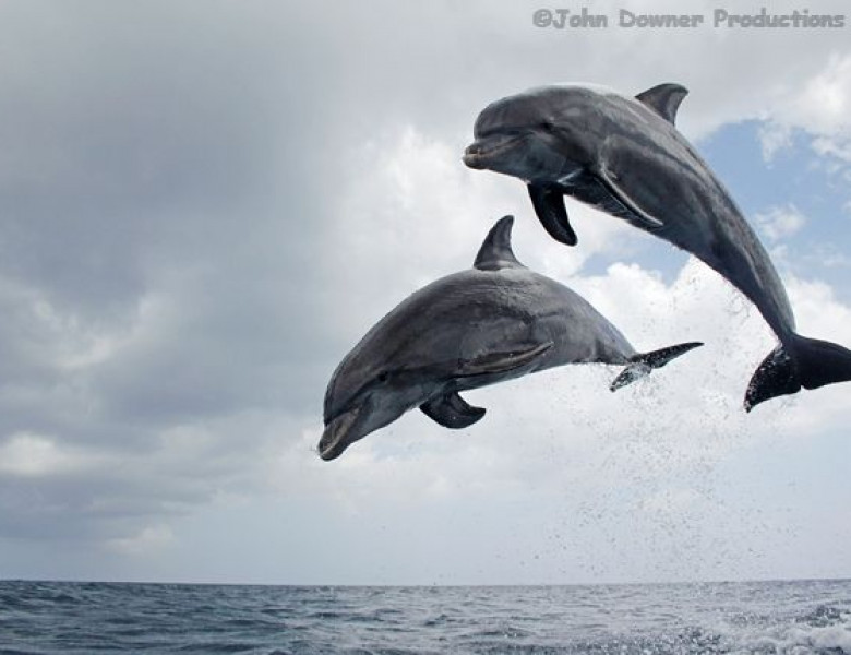 dolphis.jpg
