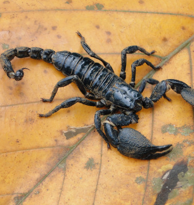 Scorpions.jpg